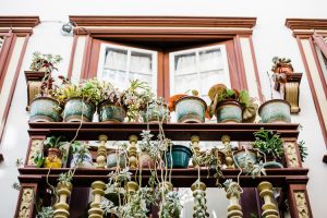 Various house plants