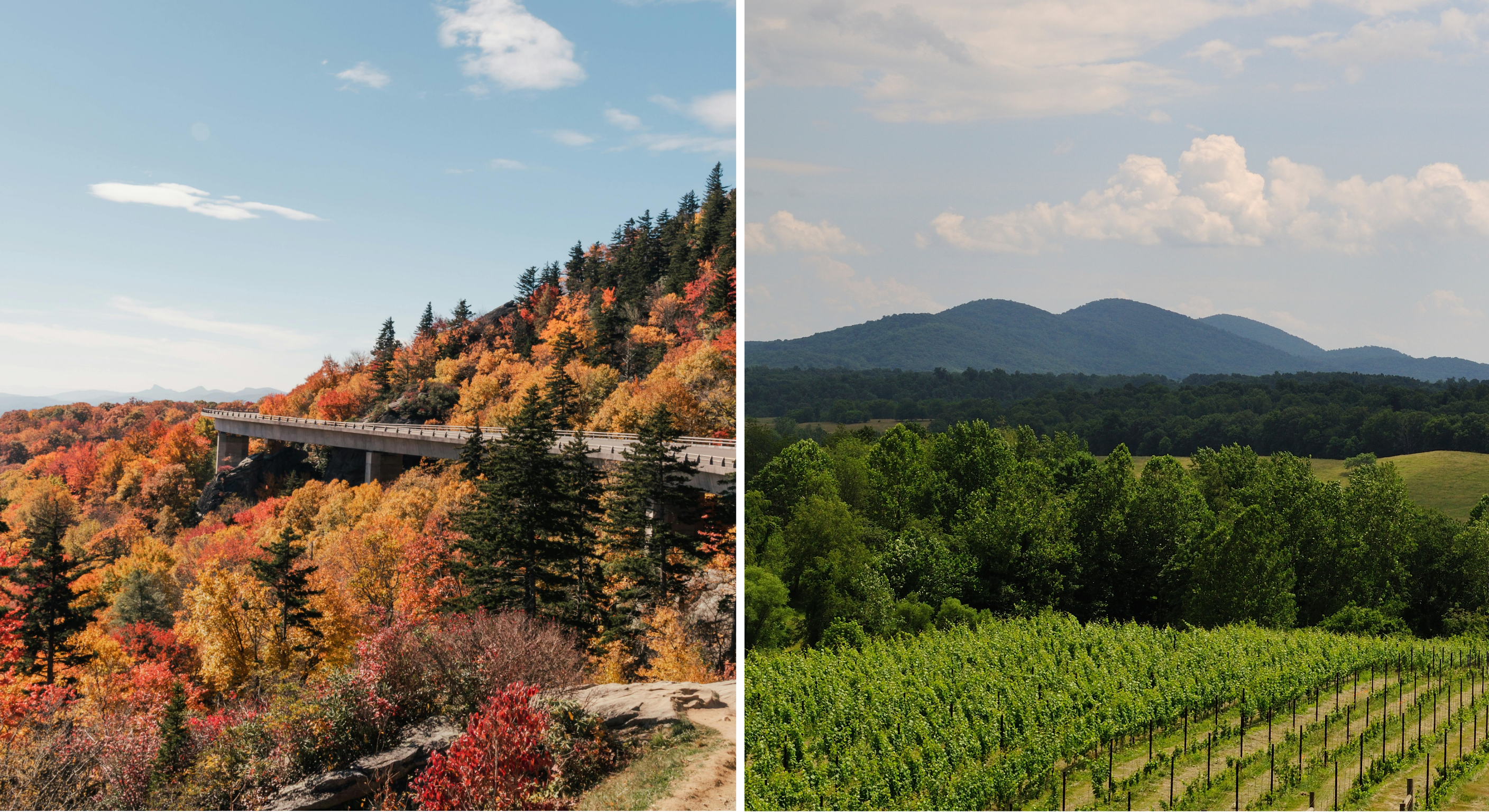 Scenic vineyard with grapevines overlooking the rolling peaks of the Blue Ridge Mountains in Virginia